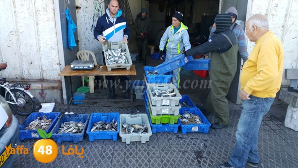 samak yaffa 3j53 (1).JPG